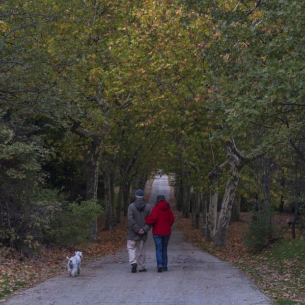 5 lugares fantásticos para hacer picnic cerca de Madrid. Bosque de La Herrería Foto: Patrimonio Nacional 5 lugares fantásticos para hacer picnic cerca de Madrid. Bosque de La Herrería Foto: Patrimonio Nacional