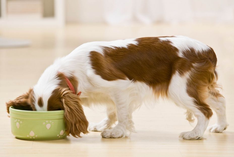 Alimentos que no debes dar a tu perro (bigstock) Alimentos que no debes dar a tu perro (bigstock)
