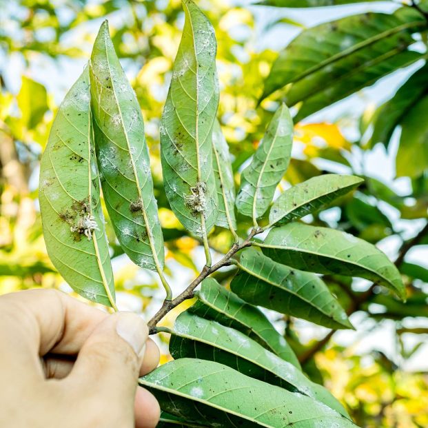 5 remedios para que los pulgones no se coman tus plantas (Foto Bigstock) 3