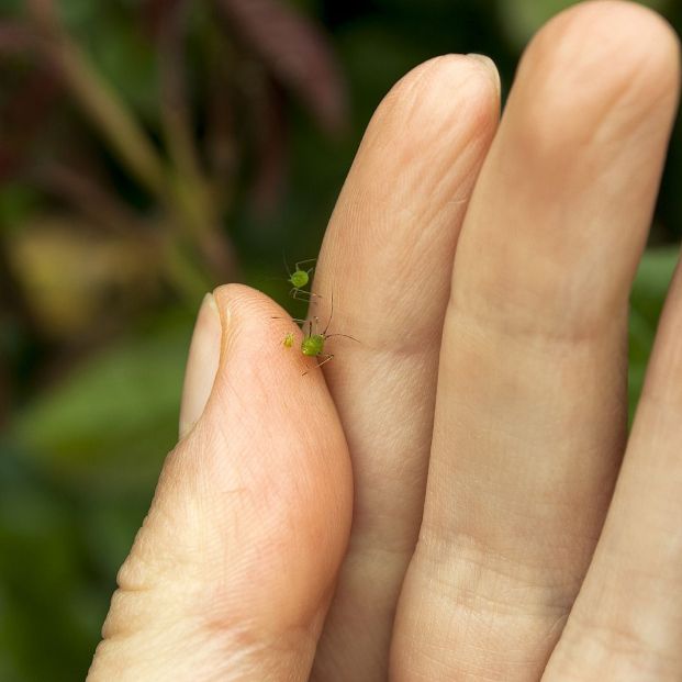 5 remedios para que los pulgones no se coman tus plantas (Foto Bigstock) 2
