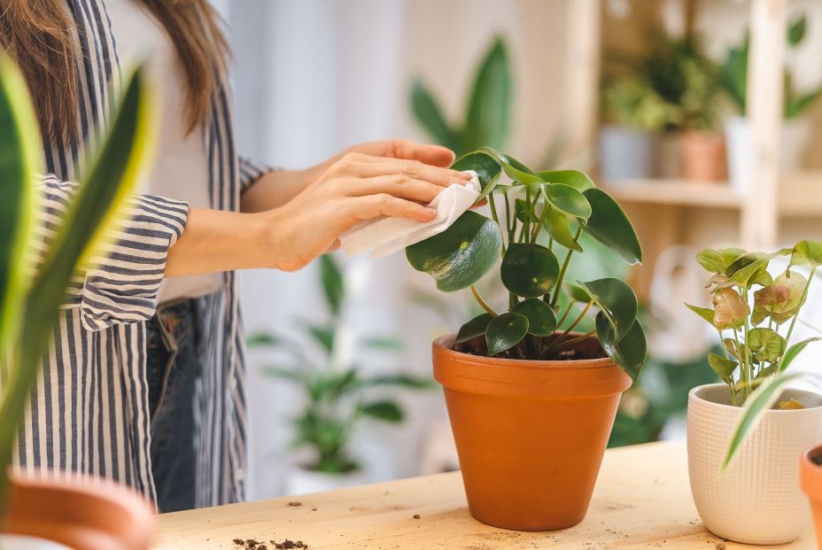 bigstock Woman Gardeners Cleans And Car 411931261 bigstock Woman Gardeners Cleans And Car 411931261