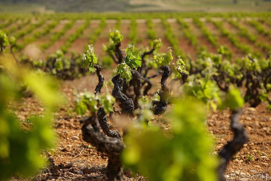 Viñedos Bodegas Pesquera (Foto: web bodega)