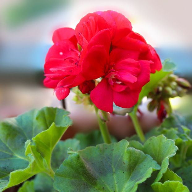 Plantas muy resistentes (bigstock) Plantas muy resistentes (bigstock)