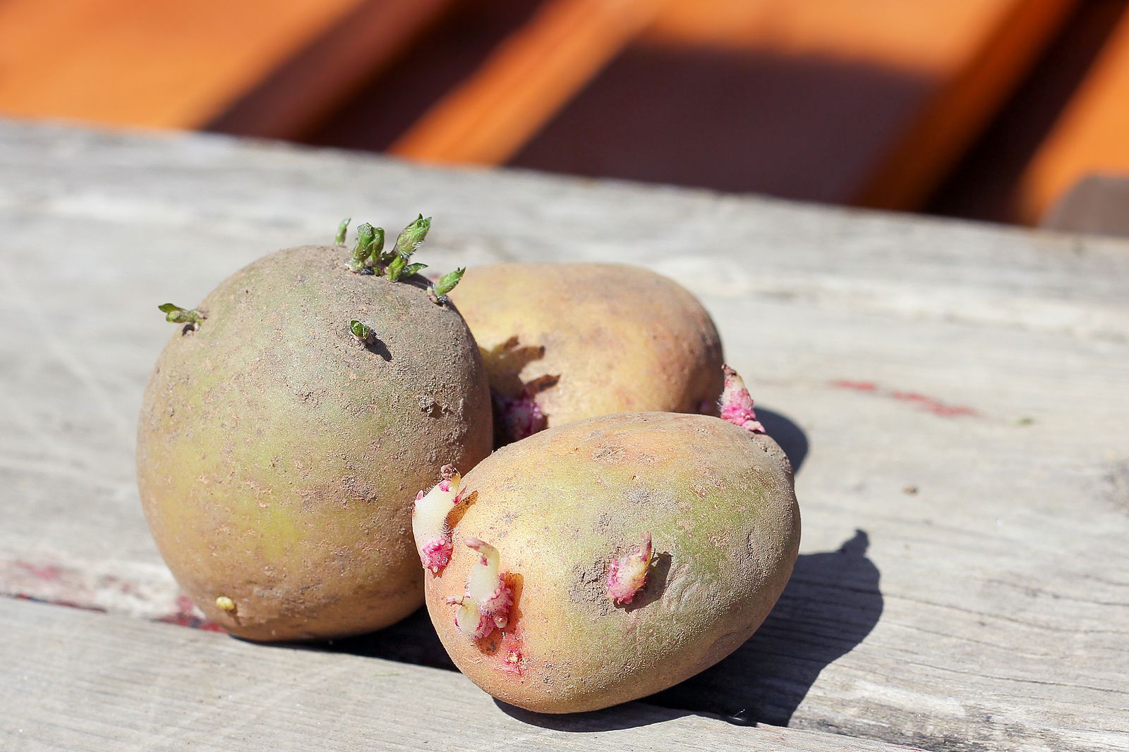 Razones por las que no debes comer patatas verdes o con brotes
