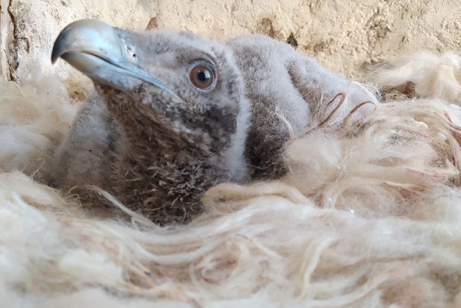 EuropaPress 3675905 cria quebrantahuesos EuropaPress 3675905 cria quebrantahuesos