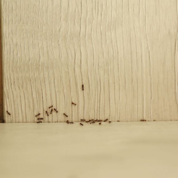 Consejos para prevenir la aparición de plagas Foto: bigstock Consejos para prevenir la aparición de plagas Foto: bigstock