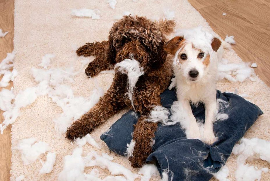 Lee bien tu seguro del hogar, porque podrías contar con coberturas que ni te imaginas Foto: Bigstock Lee bien tu seguro del hogar, porque podrías contar con coberturas que ni te imaginas Foto: Bigstock