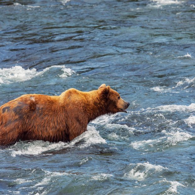 bigstock A grizzly bear hunting salmon409340899