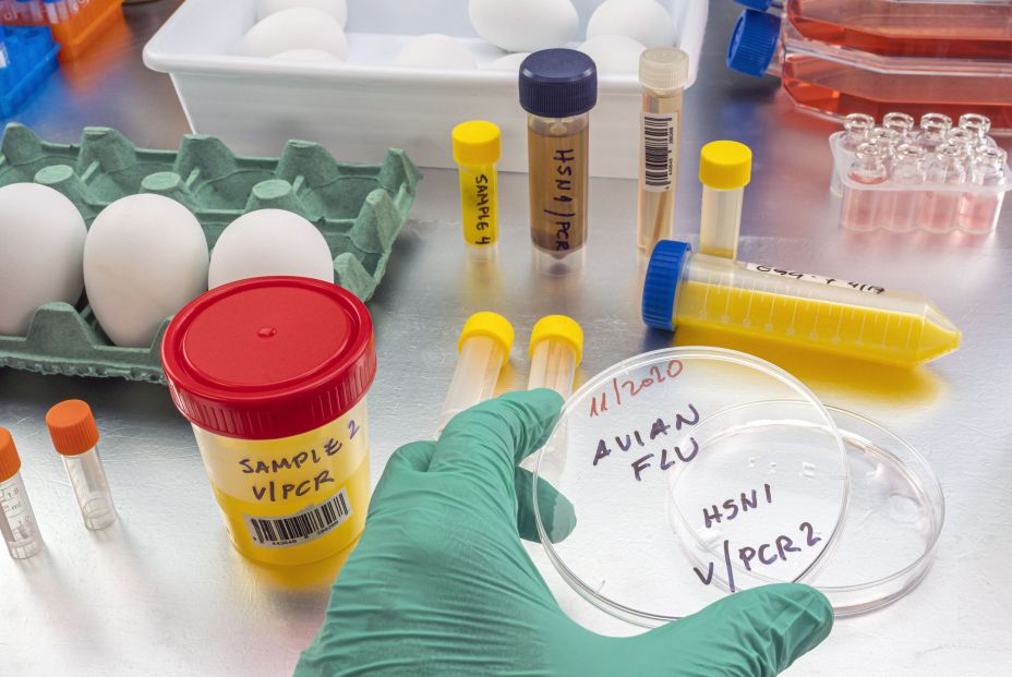 China detecta el primer caso de gripe aviar en humanos China detecta el primer caso de gripe aviar en humanos