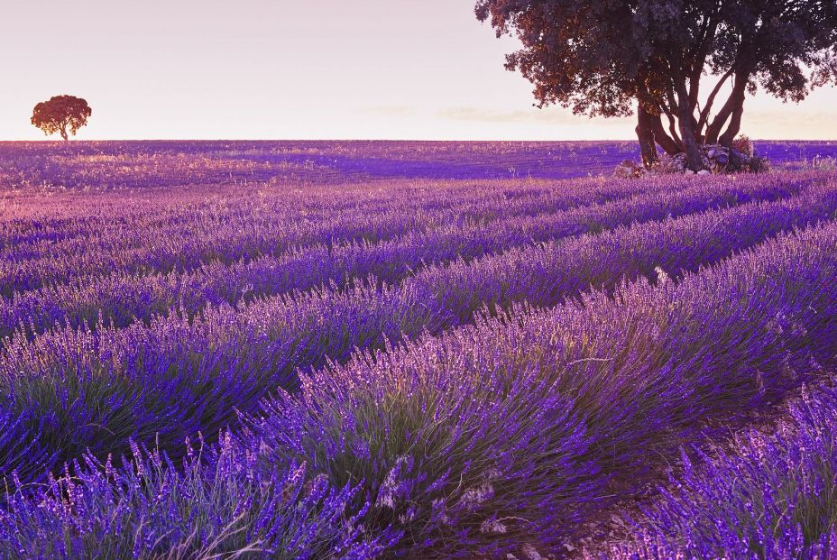 Damos una vuelta al mundo sin salir de nuestro país: Brihuega