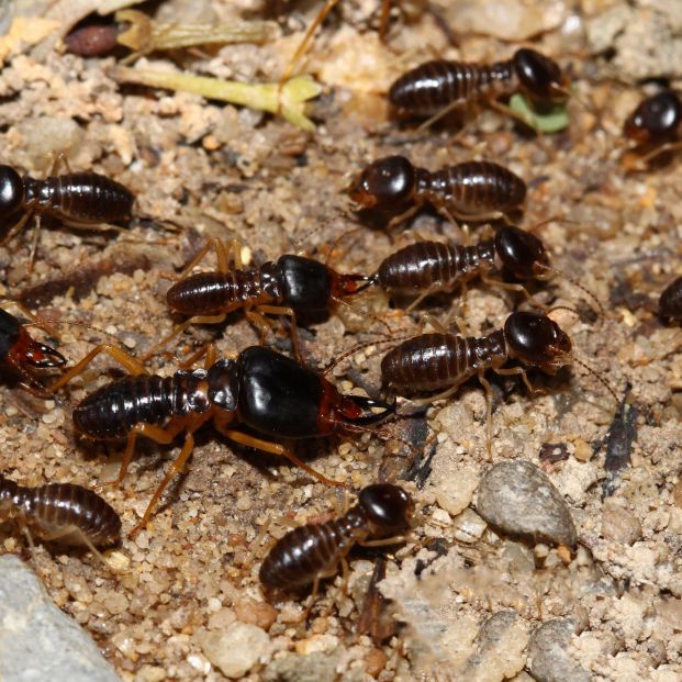 No todas las hormigas son inofensivas, estas son las que te pueden picar. Foto: Bigstock