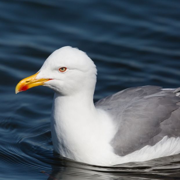 Gaviota patiamarilla o Larus muchachellis (bigstock) Gaviota patiamarilla o Larus muchachellis (bigstock)