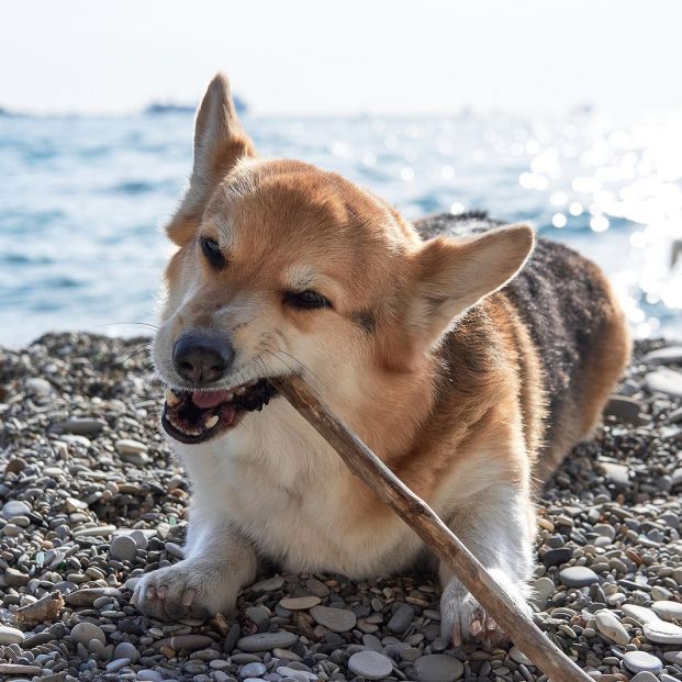 5 cosas que tu perro hace cada día y no debería, según los veterinarios