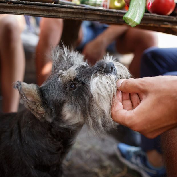 5 cosas que tu perro hace cada día y no debería, según los veterinarios