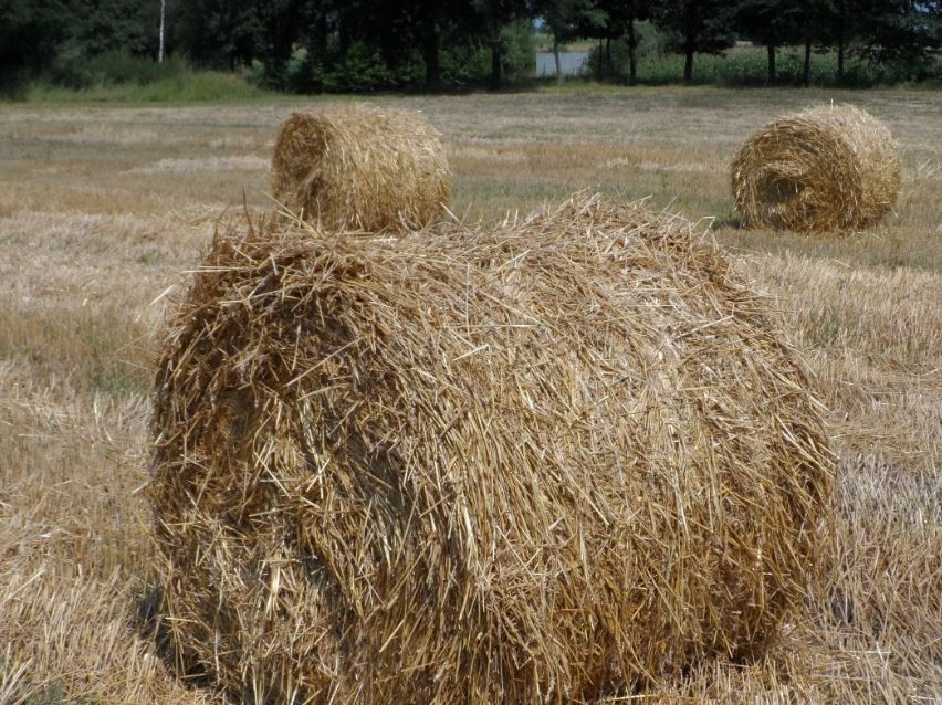 EuropaPress 3812435 paja puede ser aprovechada tambien producir biocombustible EuropaPress 3812435 paja puede ser aprovechada tambien producir biocombustible