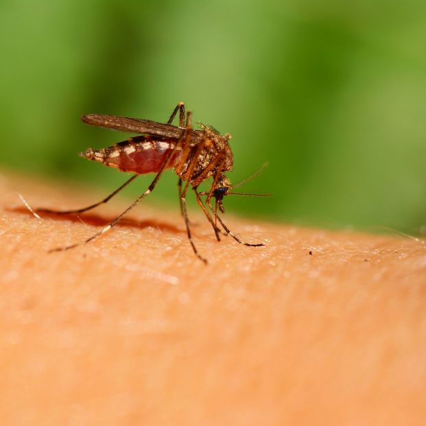 6 productos efectivos para repeler los mosquitos 6 productos efectivos para repeler los mosquitos