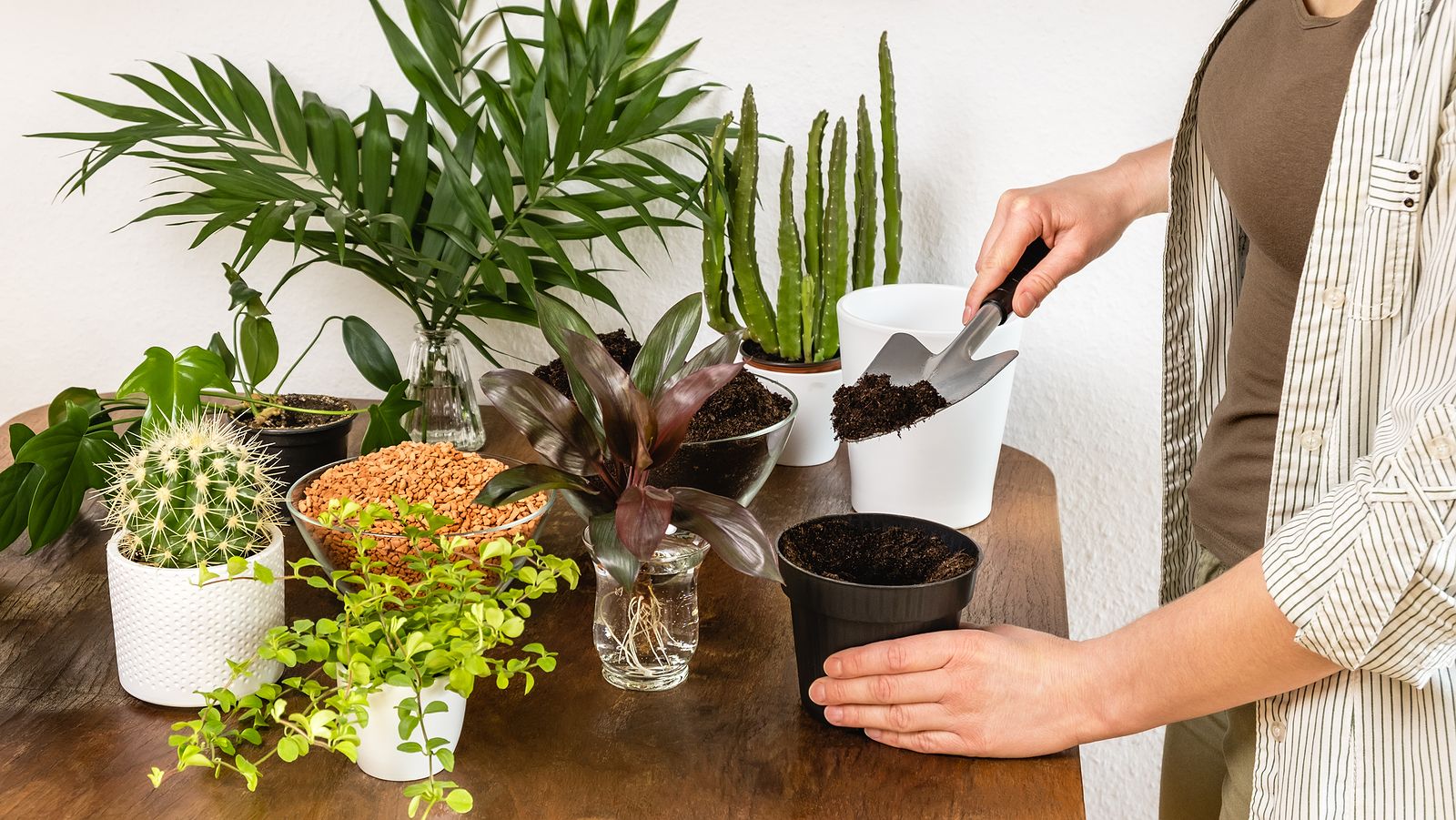 Cómo evitar que tus plantas se sequen en verano: el truco para mantenerlas húmedas entre 5 y 10 días