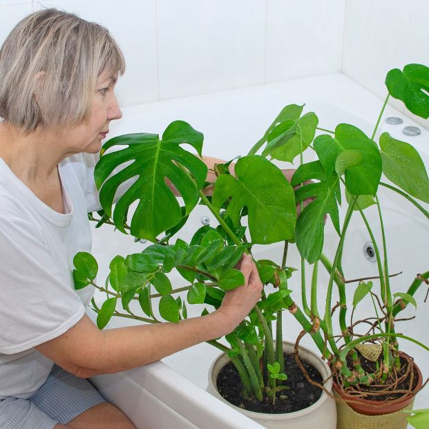 Trucos para que las plantas sobrevivan a tus vacaciones Foto: bigstock Trucos para que las plantas sobrevivan a tus vacaciones Foto: bigstock