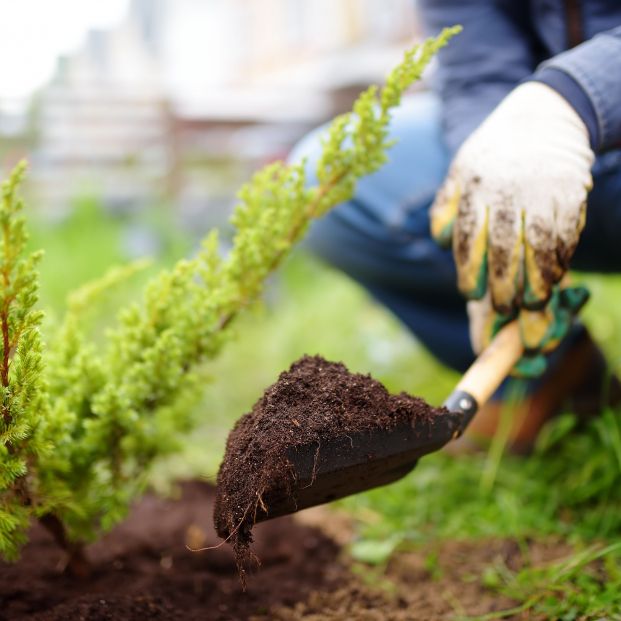 bigstock Gardener Planting Juniper Plan 371390692 bigstock Gardener Planting Juniper Plan 371390692