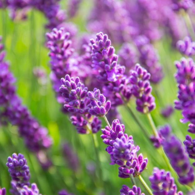 bigstock Lavender Bushes Closeup On Sun 396048326 bigstock Lavender Bushes Closeup On Sun 396048326