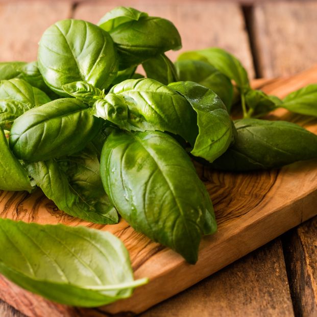 bigstock Green Leafs Of Genovese Basil378318709 bigstock Green Leafs Of Genovese Basil378318709