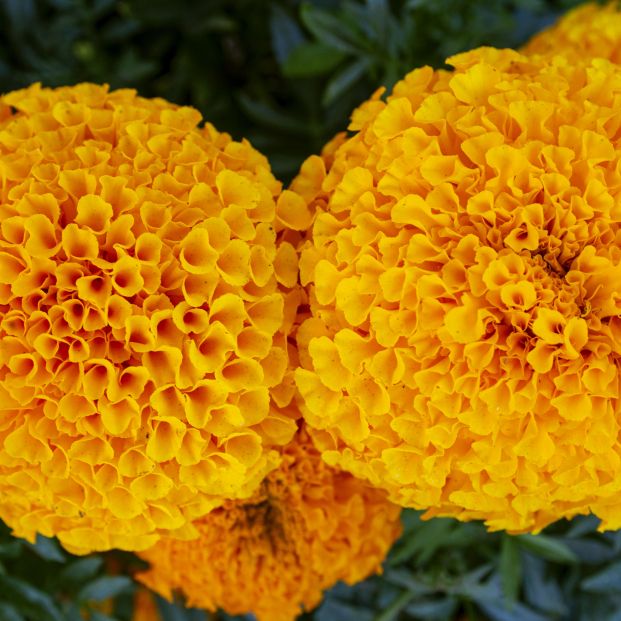 bigstock Tagetes Garden Flower Tagetes 390100567 bigstock Tagetes Garden Flower Tagetes 390100567