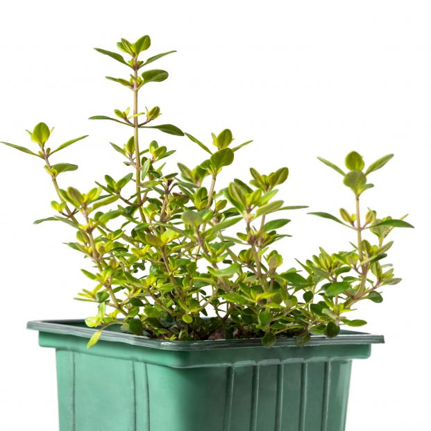 bigstock Lemon Thyme Plant In Green Re 424793552 bigstock Lemon Thyme Plant In Green Re 424793552
