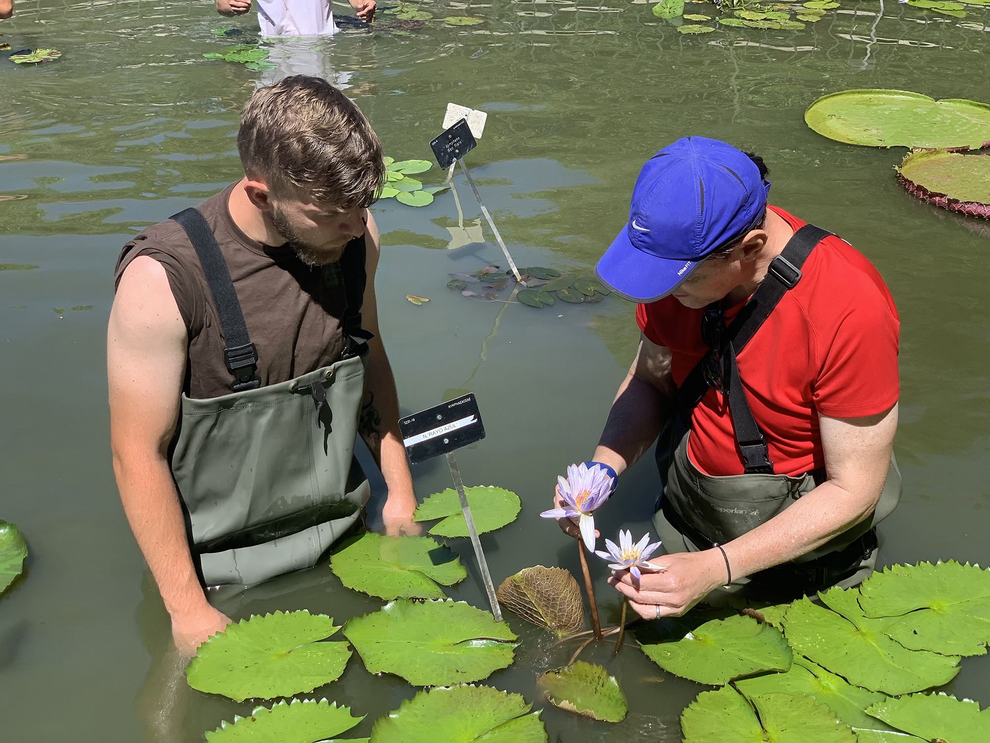 Ya se pueden ver los nenúfares tropicales del Jardín Botánico