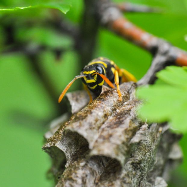 bigstock Wasp At A Wasp Nest European355672844 bigstock Wasp At A Wasp Nest European355672844