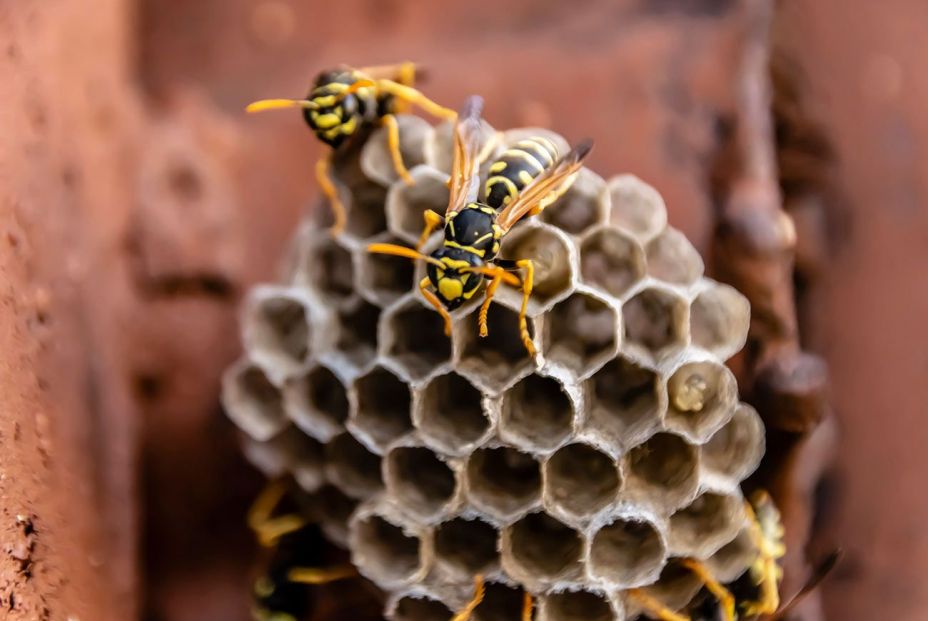 El eficaz spray contra las avispas de Mercadona: úsalo así y no te volverán a molestar El eficaz spray contra las avispas de Mercadona: úsalo así y no te volverán a molestar