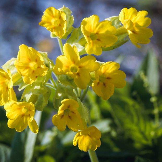 Plantas peligrosas (bigstock) Plantas peligrosas (bigstock)