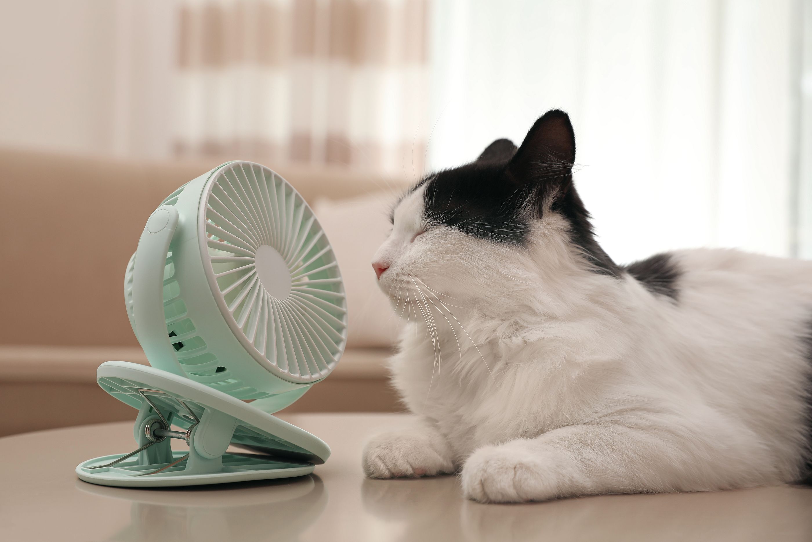 Cómo proteger a tu gato de un golpe de calor en verano (bigstock)
