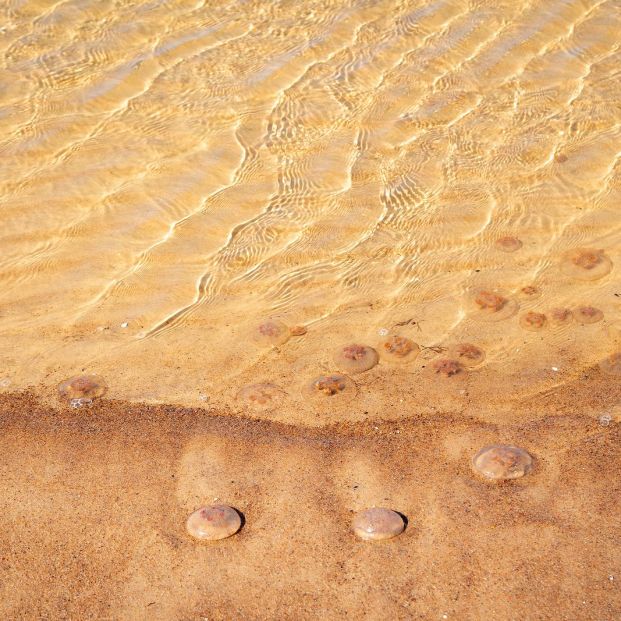 ¡Cuidado, medusas! Foto: bigstock ¡Cuidado, medusas! Foto: bigstock