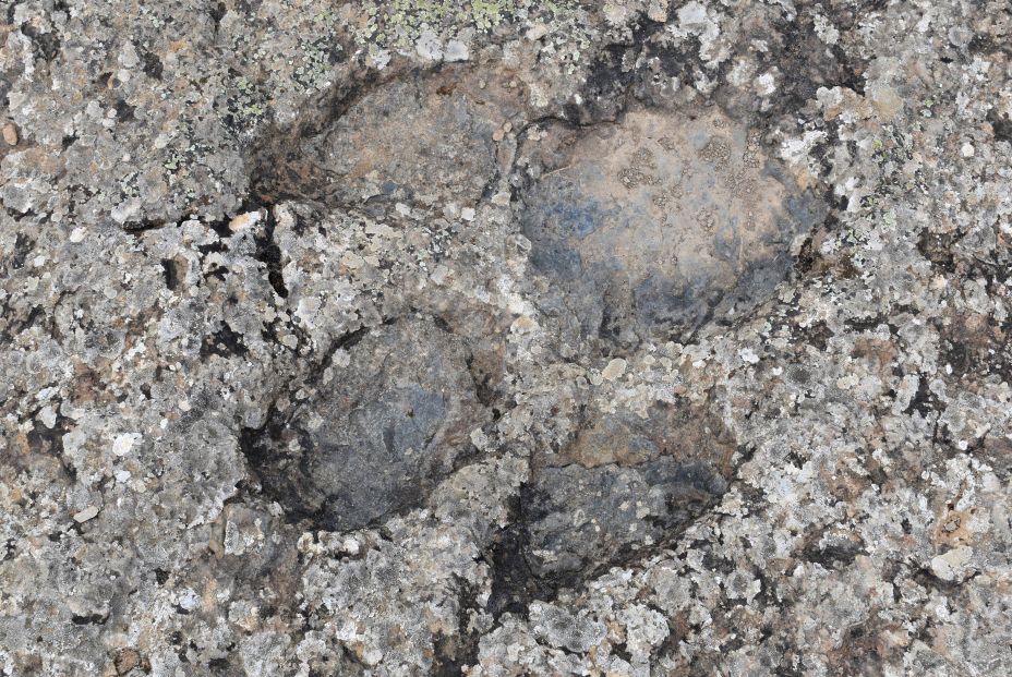 bigstock Iguanodon Icnite Site Of Ichn 400809086 bigstock Iguanodon Icnite Site Of Ichn 400809086