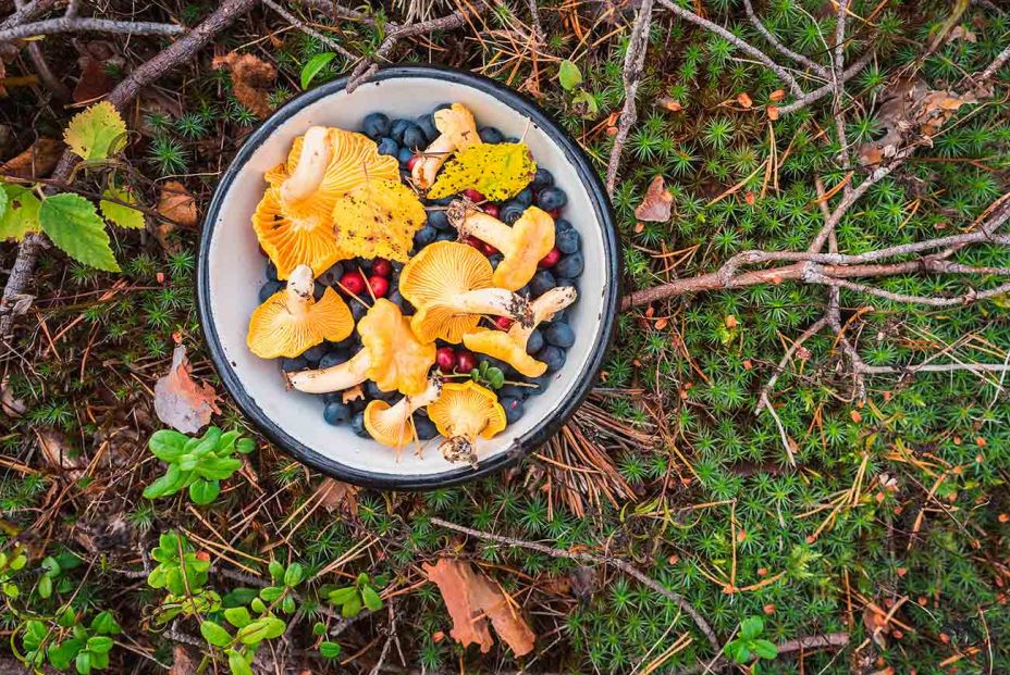 Las verduras que comían nuestras abuelas y que hoy hemos olvidado Las verduras que comían nuestras abuelas y que hoy hemos olvidado