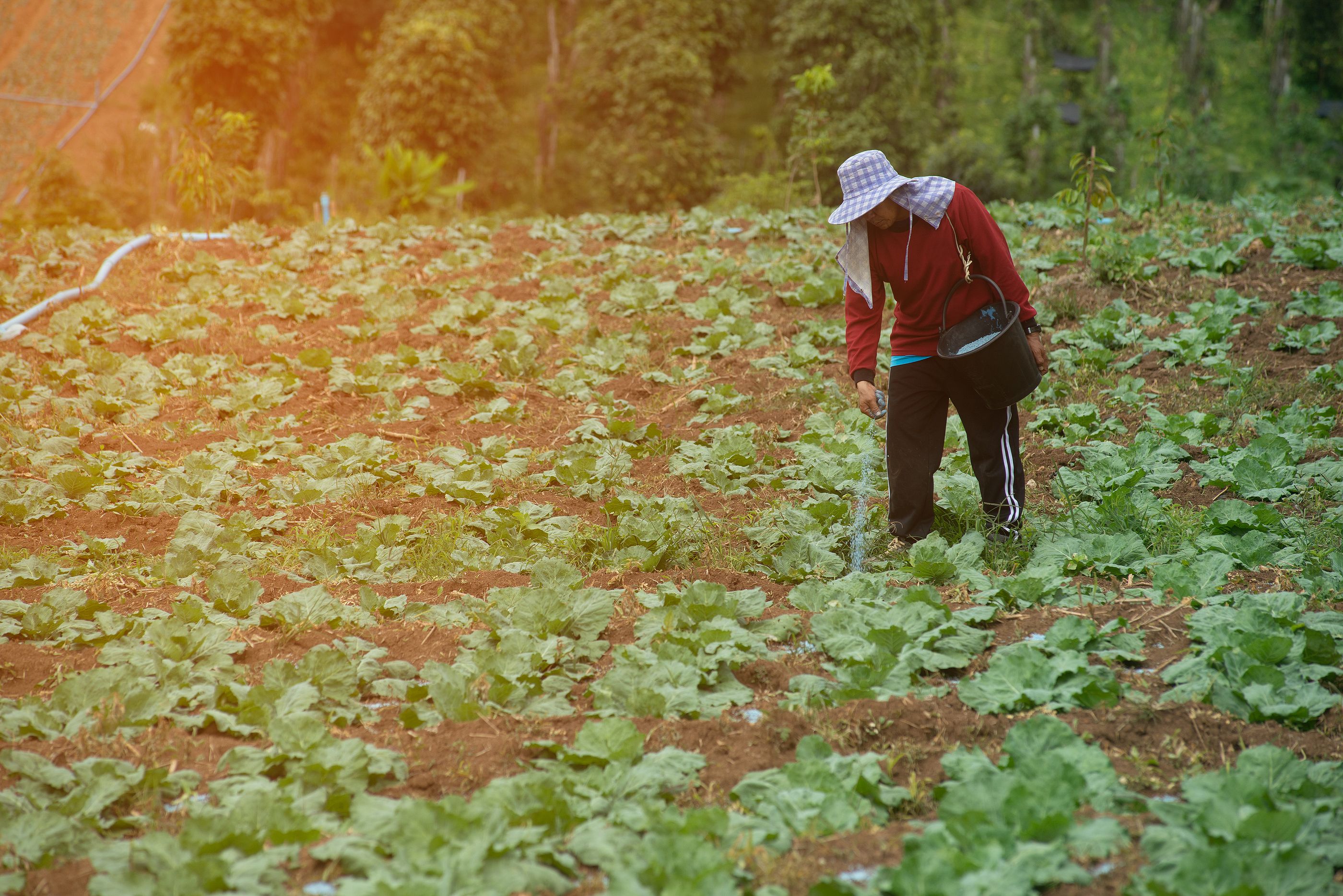 Las verduras que comían nuestras abuelas y que hoy hemos olvidado