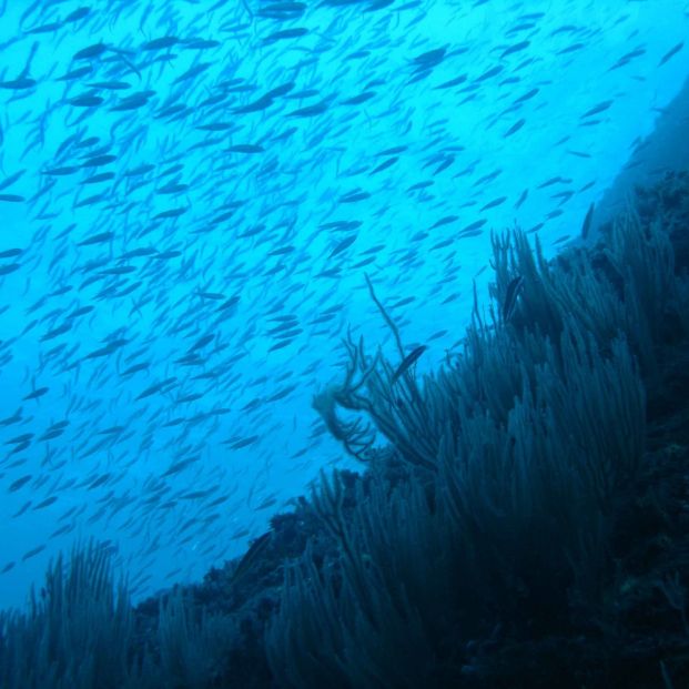 Sardinas y arenques, en peligro de extinción por el cambio climático. Foto: Europa Press Sardinas y arenques, en peligro de extinción por el cambio climático. Foto: Europa Press