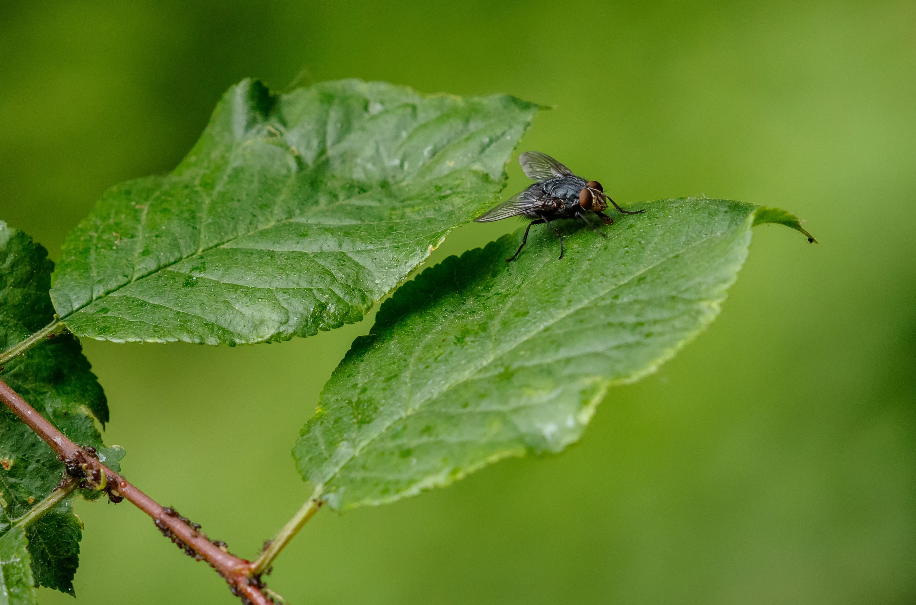 La mosca negra avanza sin control por España: consejos para evitar su mordedura