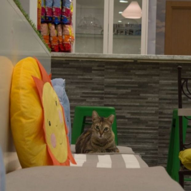 Cafeterías con gatos (https://www.elpassatgedelsgats.com/es/homepage/) Cafeterías con gatos (https://www.elpassatgedelsgats.com/es/homepage/)