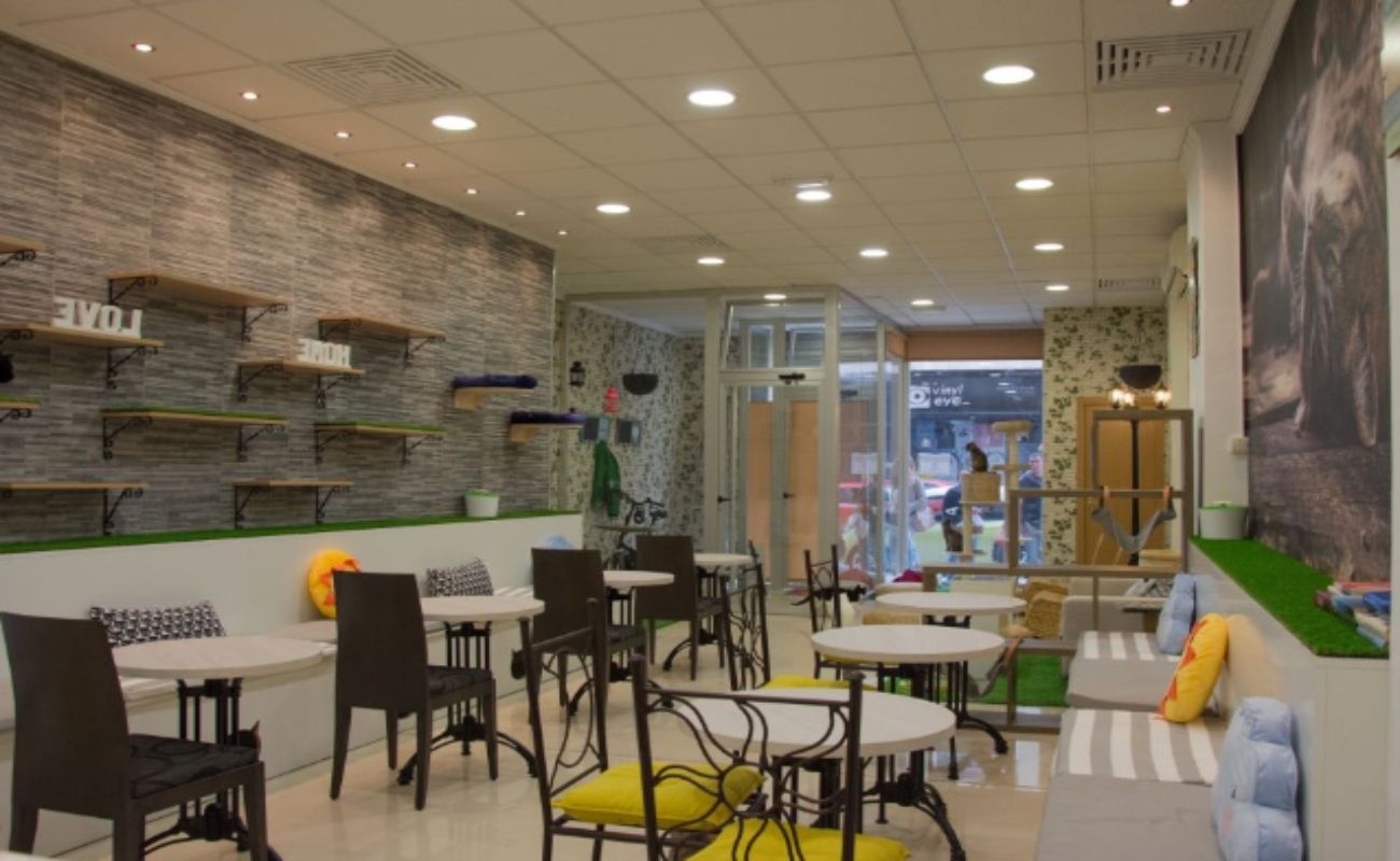 Cafeterías con gatos (https://www.elpassatgedelsgats.com/es/homepage/)