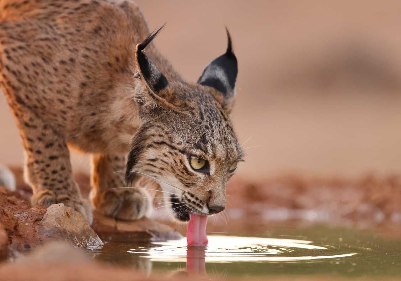 El lince ibérico será el protagonista de una colección de 12.000 monedas de oro 