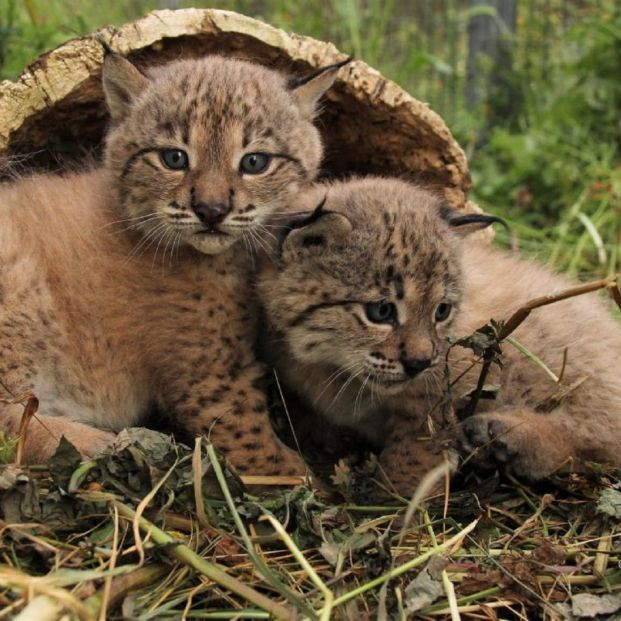 EuropaPress 3201546 cria lince iberico EuropaPress 3201546 cria lince iberico