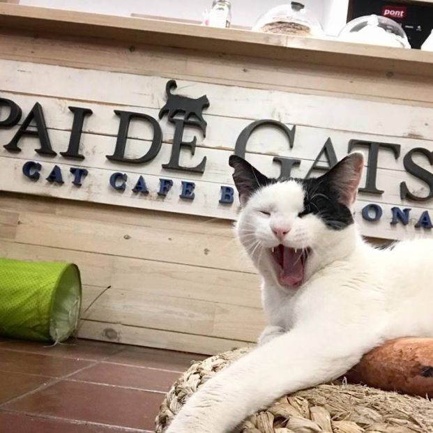 Cafeterías con gatos (https://www.espaidegats.com/) Cafeterías con gatos (https://www.espaidegats.com/)