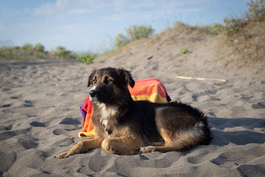 bigstock Portrait Of A Dog On Beach Do 401097008 bigstock Portrait Of A Dog On Beach Do 401097008