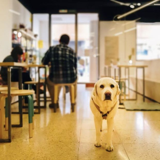Bares y cafeterías que admiten perros: La Fábrica de Huellas (Valencia). Foto: Instagram Bares y cafeterías que admiten perros: La Fábrica de Huellas (Valencia). Foto: Instagram