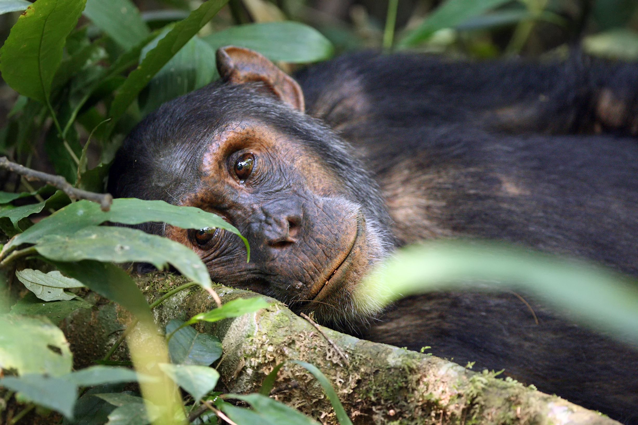 Un zoo prohíbe la entrada a una mujer por tener una "relación" con un chimpancé