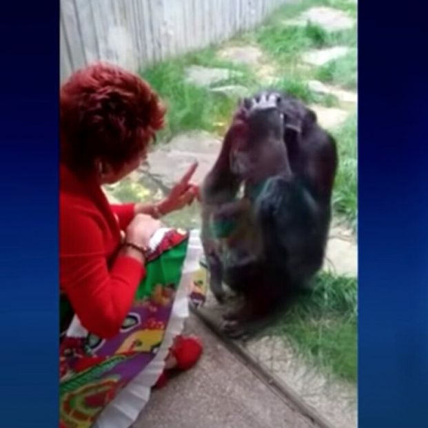 aventura chimpancé