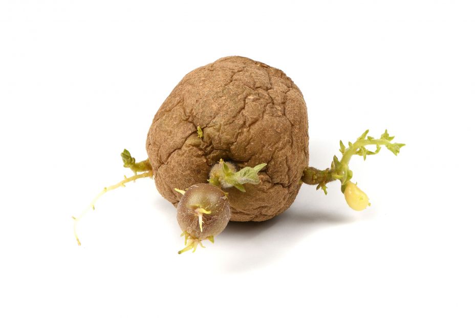 bigstock Old Sprouted Shriveled Potatoe 408461777 bigstock Old Sprouted Shriveled Potatoe 408461777