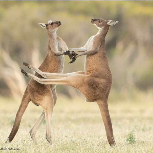 comedy wild life photo comedy wild life photo