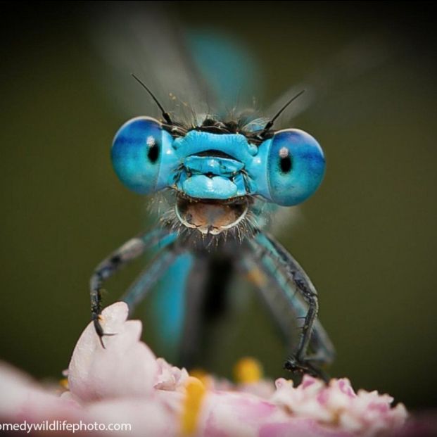 comedy wild life photo comedy wild life photo